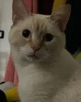 URGÊNCIA: Gato perdido(a) em Verona