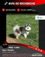 NOTFALL: Hund in Genilac verloren