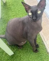 Cat lost in Saint-Lumine-de-Clisson