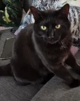 URGÊNCIA: Gato perdido(a) em Saint-Lumine-de-Clisson