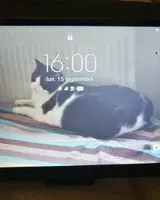 EMERGENCY: Cat lost in Le Péage-de-Roussillon