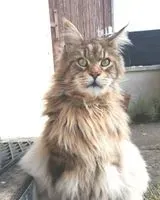 URGENCIA: Gato perdido(a) en Lanester