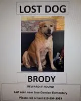 Dog lost in El Paso