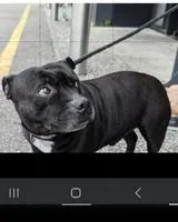 Hund