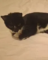 Cat lost in Clisson