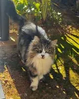 Gatto smarrito(a) a Santa Eularia Des Riu