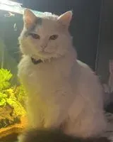 Katze in La Haie Fouassiere verloren