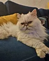 Katze in Cugand-la-Bernardière verloren