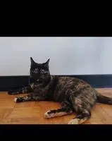 Cat lost in Nantes