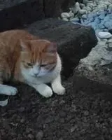 EMERGENCY: Cat seen in Levate