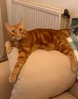 Cat lost in Le Port-Marly