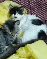 URGENCE : Chat perdu(e) à Paris