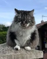 Chat perdu(e) à Saint-Denis-de-Pile