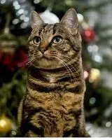 URGENCIA: Gato perdido(a) en Vertou