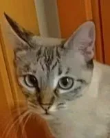 Cat lost in Huevar Del Aljarafe