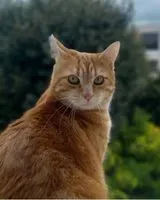 NOTFALL: Katze in Besançon verloren