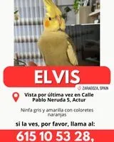 Pájaro perdido(a) en Zaragoza