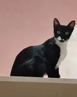 Chat perdu(e) à Barcelona