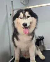 Dog lost in Vittasandra