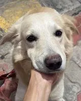 Cane trovato(a) a Bengaluru