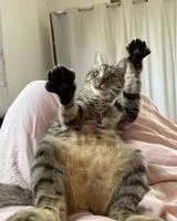 URGENCIA: Gato perdido(a) en Le Mans