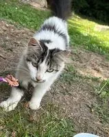 URGÊNCIA: Gato encontrado(a) em Villers-Guislain
