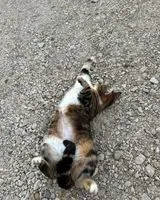 Chat perdu(e) à Saint Andre Sur Vieux Jonc