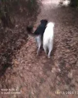 NOTFALL: Hund in Le Pradet gesehen