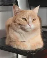 Katze in Brescia verloren