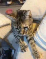 URGÊNCIA: Gato perdido(a) em Aix-en-Provence