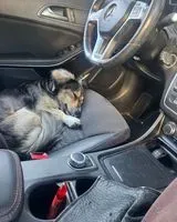 Dog found in Maia