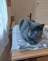 Gato perdido(a) em Rostrenen
