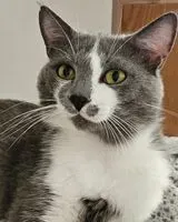 Chat perdu(e) à Nantes