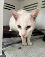 URGENCE : Chat trouvé(e) à Saint-Nazaire
