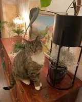 EMERGENCY: Cat lost in Berlin