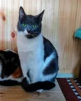 URGENZA: Gatto smarrito(a) a Nîmes