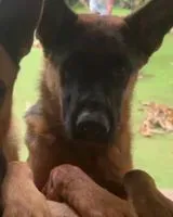 URGENCE : Chien perdu(e) à Arucas