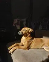 EMERGENCY: Dog lost in Unknown location