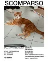 Gatto smarrito(a) a Piacenza