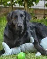 NOTFALL: Hund in Asse verloren