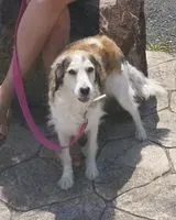 URGENZA: Cane smarrito(a) a Paterna