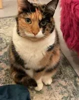 URGENCE : Chat perdu(e) à Rouen