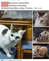 NOTFALL: Katze in Novelda verloren