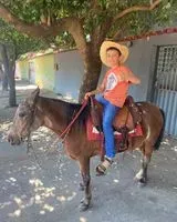 NOTFALL: Pferd in Le Bourget verloren