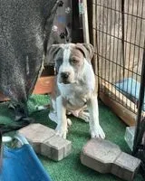 EMERGENCY: Dog lost in Corona