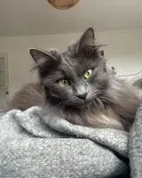 NOTFALL: Katze in Collonges-au-Mont-d'Or verloren