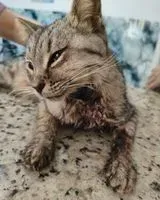 Cat found in Belo Horizonte