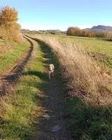 URGENCE : Chien perdu(e) à Riom