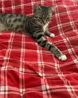 URGÊNCIA: Gato perdido(a) em Barcelona