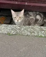 EMERGENCY: Cat seen in Unknown location